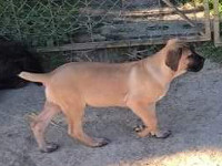 cane corso cane corso fulvo